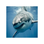 White Shark (Baby Shark) v1.0