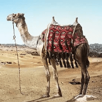 Camel Trader Pro