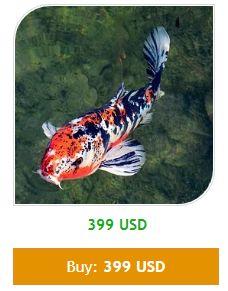 Koi Trader Pro